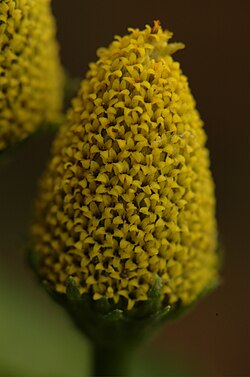 Flor amarela do jambu (Acmella oleracea)