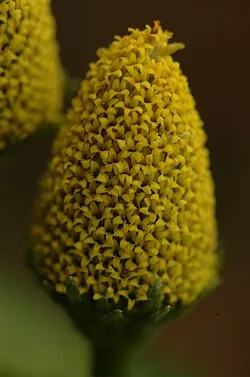Flor amarela do jambu (Acmella oleracea)